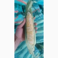 Продам солодку кукурудзу, сорт Ракель