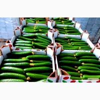 Гофролоток для огурцов усиленный 376х288х146