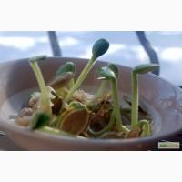 Гарбузове насiння на посадку Болгарка 1 репродукцii