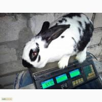 Продам кролика самочка бабочка строкач