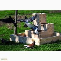 Высокие грядки Organic Box, ограждение для высоких грядок купить