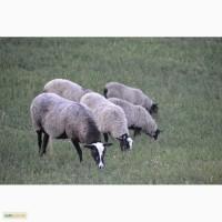 Племенной баран романовской породы на племя