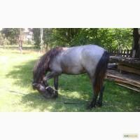 Продам коня