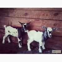 Камерунские козлята (пары)