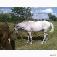 Продам коней