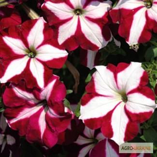 Продам семена петунии ампельная Лавина Пурпурная Звезда F1