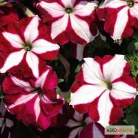 Продам семена петунии ампельная Лавина Пурпурная Звезда F1