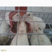 Продам перепелят