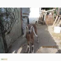 Продам чистокровных нубийских козликов