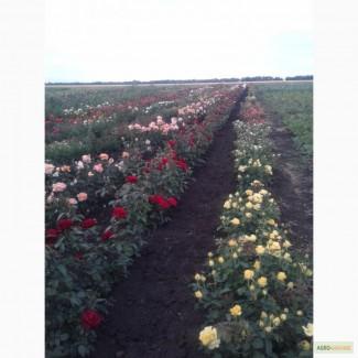 Продам розы срез, кусты