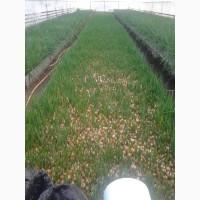 Продам зелену цибулю