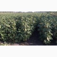 Продам пагони Чорної смородини Ювілейна Копаня і Оріана