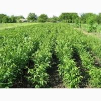 На продаж саджанці горіха Кочерженко, Ідеал, Буковинський 1 - 5 сортів