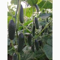 Огурец от производителя