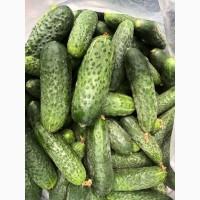 Куплю огірок
