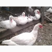 Продам индоуток, индоутят с индоуткой