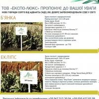 Семена сорго Адванта Сидз - Янки, Эклипс, Базли (белое, красное)