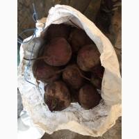Продам буряк
