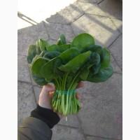Продам шпинат Аполло