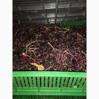 Куплю ягоды бузины