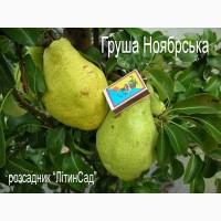 Саджанці Груша Ноябрська 2-річний саджанець ОПТ