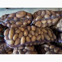 Продам картоплю опт Гренада