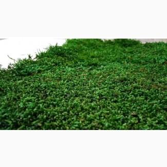 Мох плоский для стабилизации