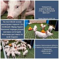 Продам поросят (3-х лінійний гібрид Hypor)
