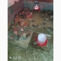 Продам охотничьих фазанов