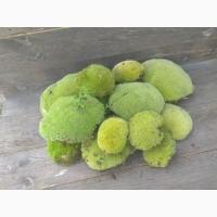 Мох кочка. Мох для стабілізації. Мох для улиток