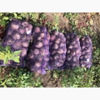 Продам свеклу