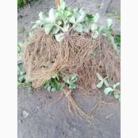 Саджанці полуниці