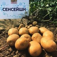 Продам семенной картофель Сенсейшн