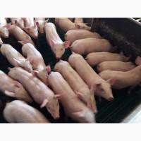 Продам поросят 25-30 кг