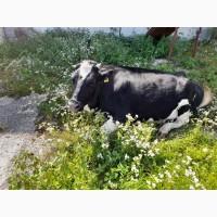 Продаються племінні корови