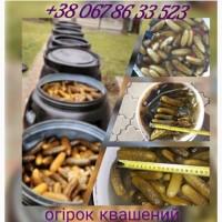 Огірок квашений