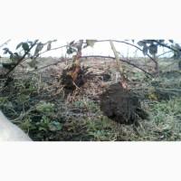 Саджанці ожини Потрійна Корона, Вошито та інш