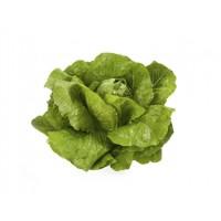 Продам салат ВЕРОДИТА, линейки Ромен, восхитительный вкус