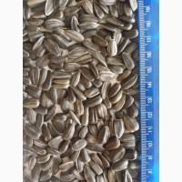 Продам подсолнечник СПК 3, 8