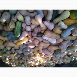 Гарбуз кашовий на корм тваринам