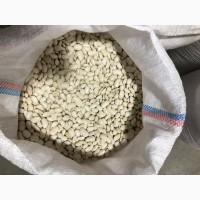 Продам фасоль польскую