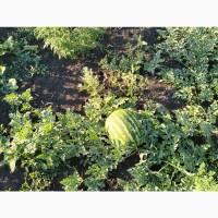 Продам кавун, опт до 5 тон, від 4 кг