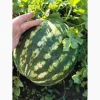 Продам кавун, опт до 5 тон, від 4 кг