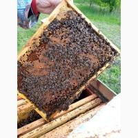 Приймаємо замовлення на бджолопакети