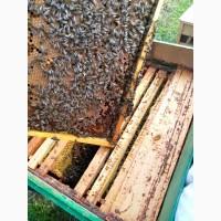 Приймаємо замовлення на бджолопакети