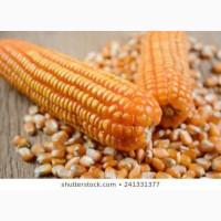 Продам кукурудзу, 2500 т., Київська обл., Бовкун