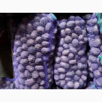 Куплю картошку