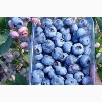 Продамо лохину від 200 кг