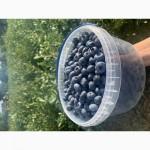 Продамо лохину від 200 кг