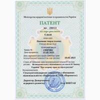 Насіння пшениці твердої озимої Єлісей, РР 2
